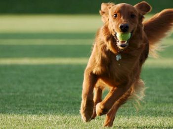 A golden retriever is running on the grass with a green tennis ball in its mouth, looking joyful.