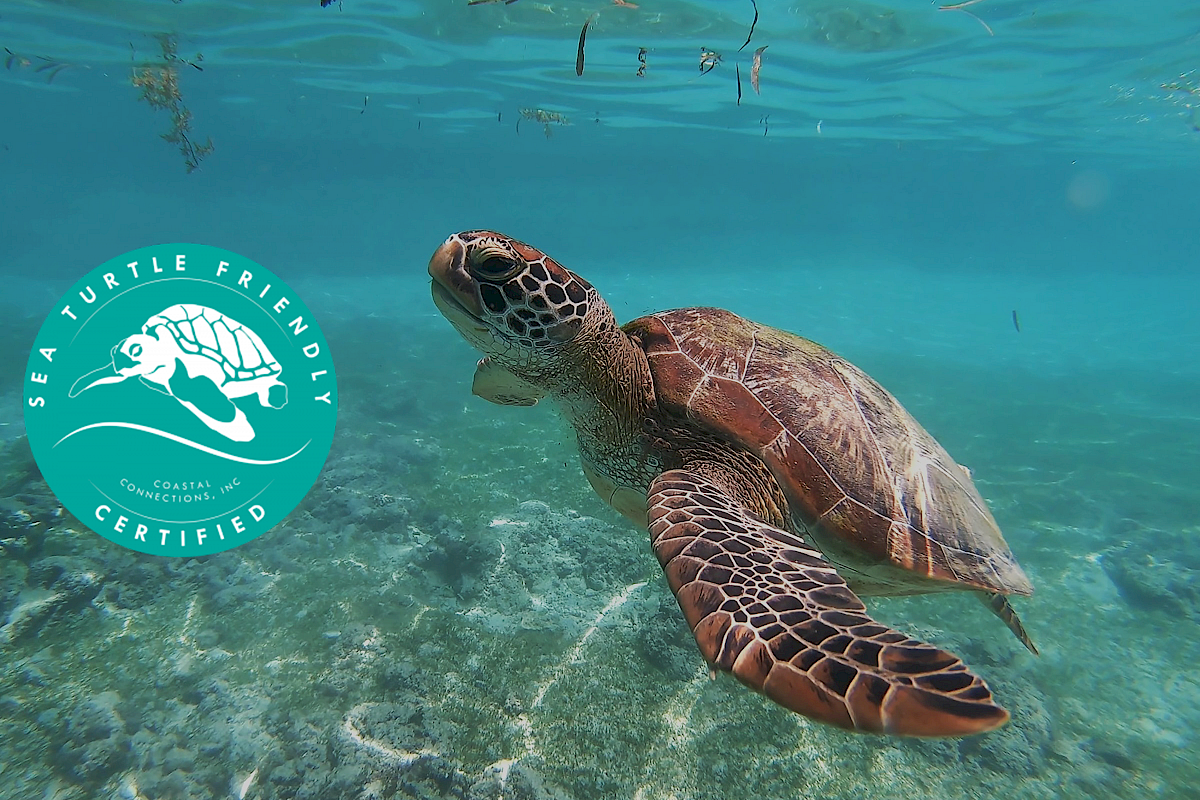 The image shows a sea turtle swimming underwater with a 