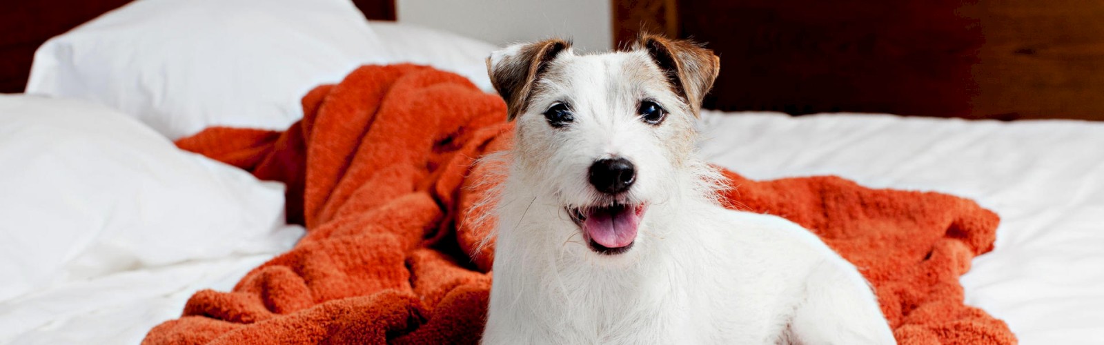 A small white dog with brown patches is lying on a bed with an orange blanket.