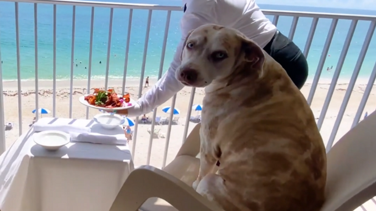 A dog is sitting on a chair on a balcony overlooking the ocean while a lady serves food on a table nearby.