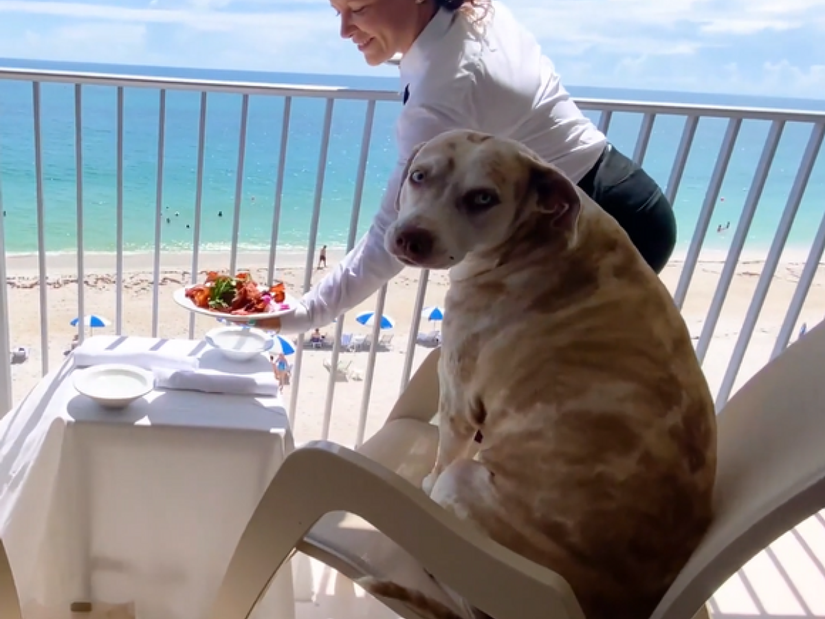A dog is sitting on a chair on a balcony overlooking the ocean while a lady serves food on a table nearby.
