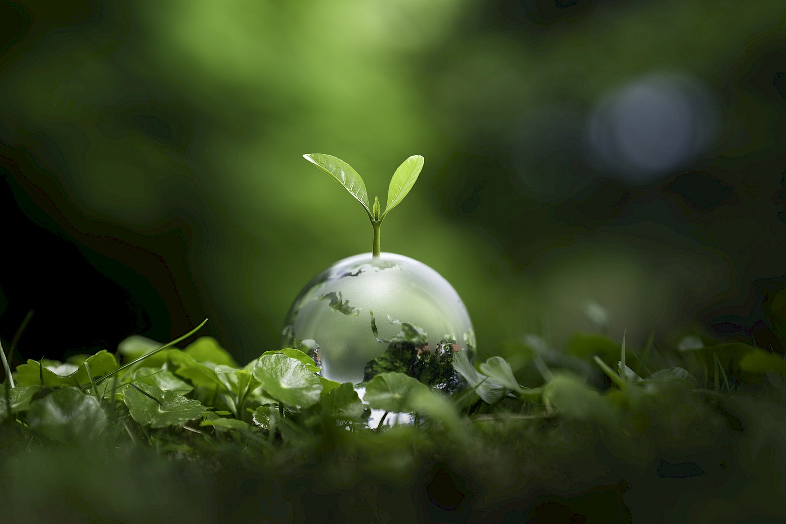 A small plant seedling grows inside a clear glass sphere resting on grass, symbolizing growth and environmental sustainability.