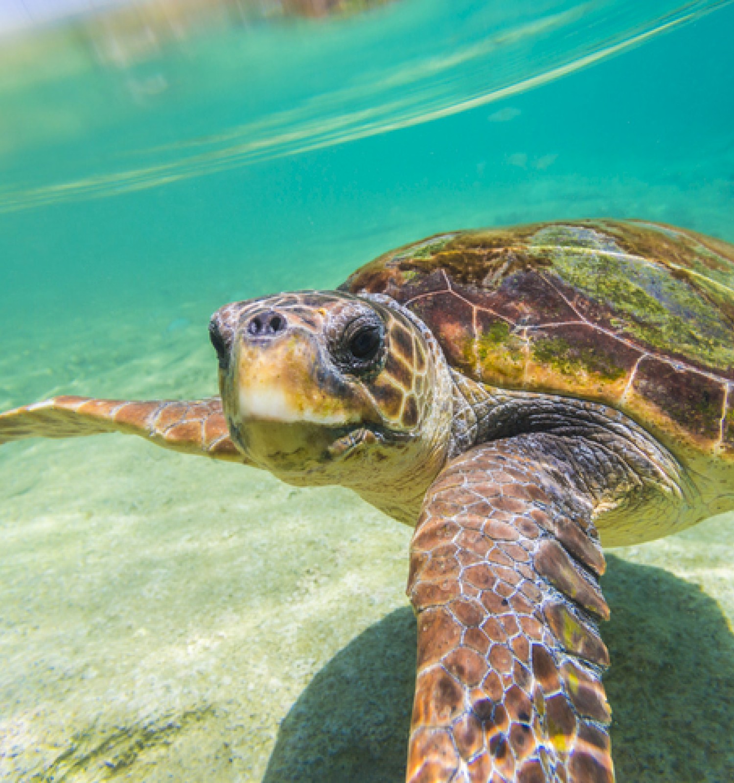 A sea turtle swims underwater near the ocean floor with a view of clear turquoise water and rocks beneath.