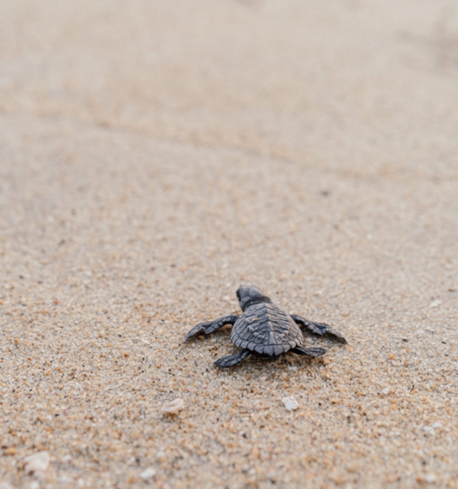 A tiny baby turtle is crawling on a sandy beach, heading toward the water under a neutral, sandy background.