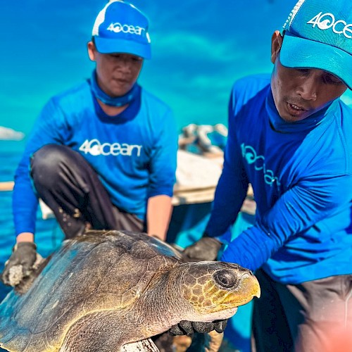 Two workers in blue shirts and hats are handling a young sea turtle during a conservation effort at sea.