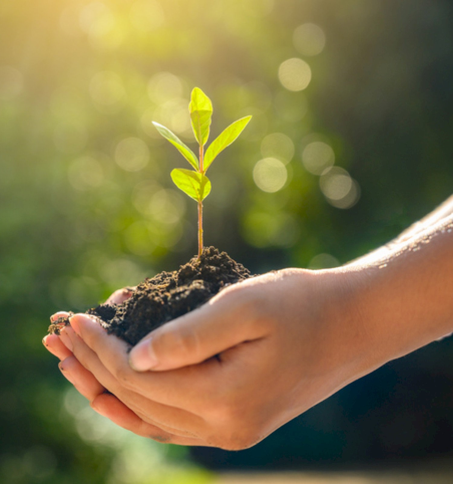 A hand holds soil with a small green seedling growing, symbolizing new life and environmental growth.