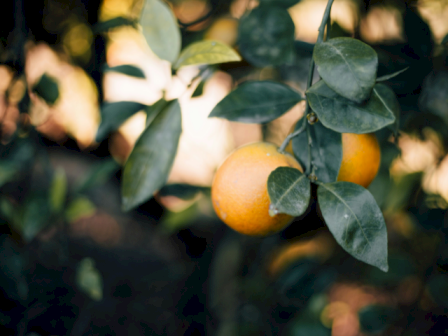 Two ripe oranges hang on a tree surrounded by dark green leaves in this close-up shot.