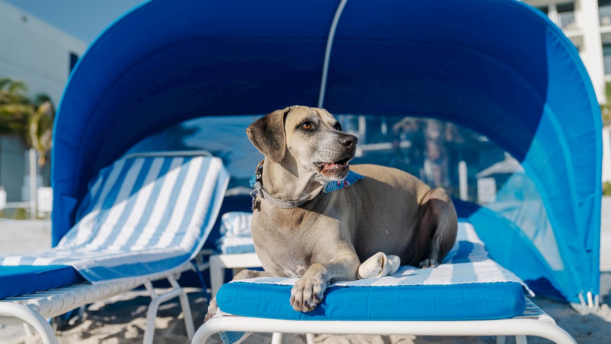 A dog is lounging on a beach chair under a blue canopy, with another empty chair beside it, on a sandy beach.