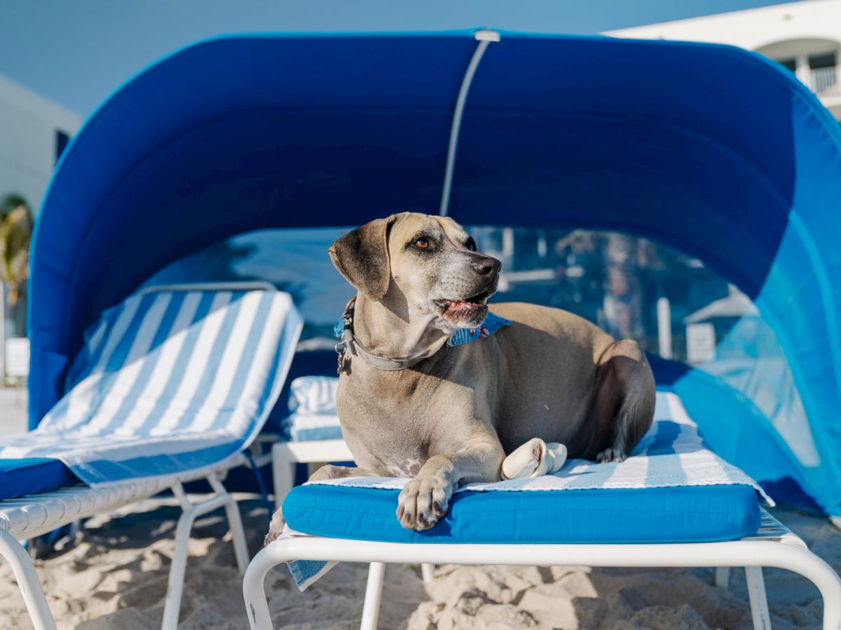 A dog is lounging on a beach chair under a blue canopy, with another empty chair beside it, on a sandy beach.