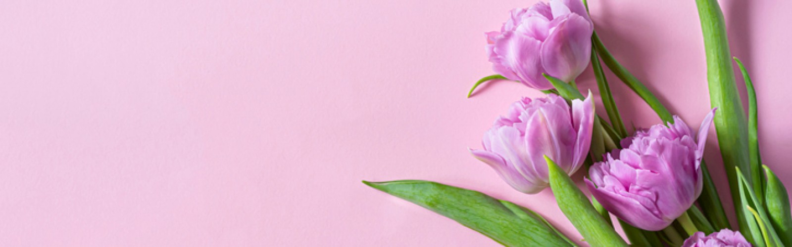 A bunch of pink tulips lies on a soft pink background, adding a gentle and elegant touch to the scene.