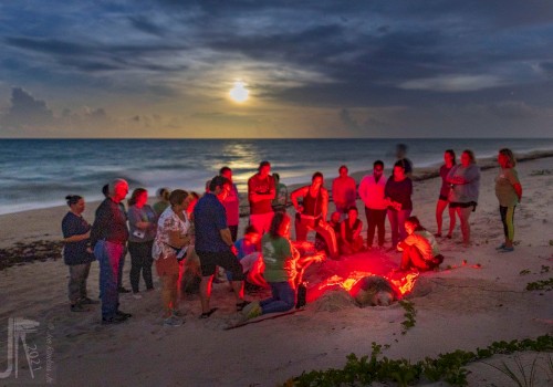 A group of people gather on a beach at night around a sea turtle, under a bright moonlit sky, enjoying the ocean view during a turtle walk.