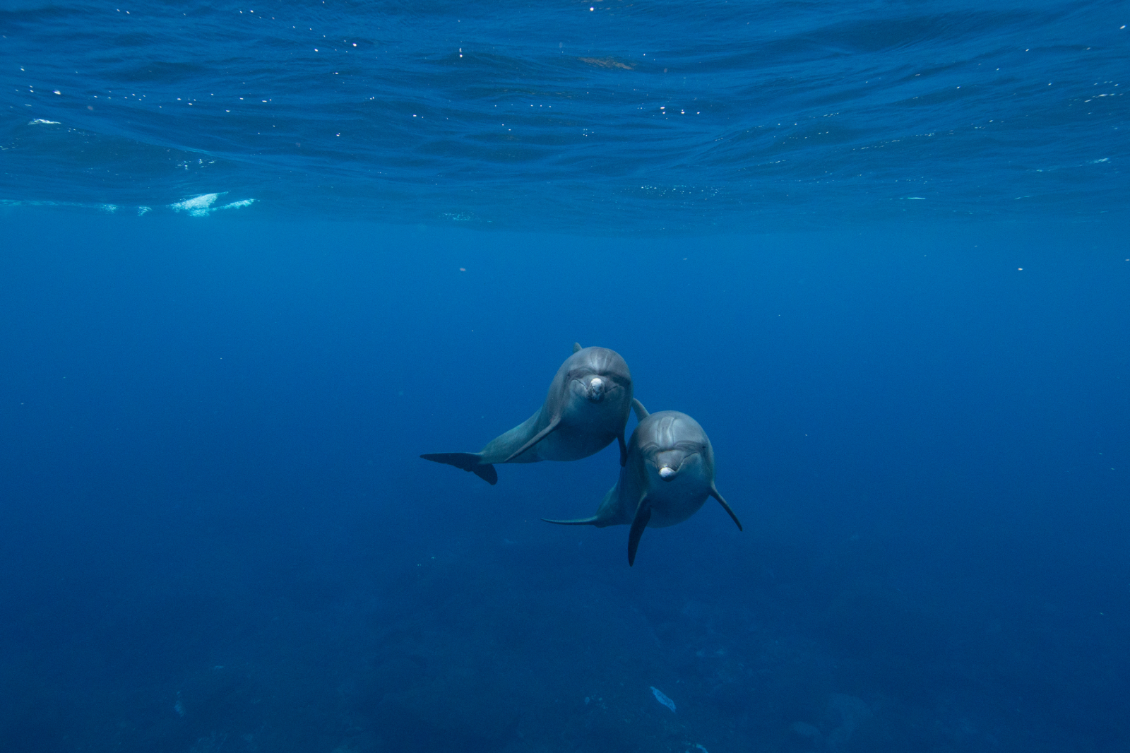 Two dolphins swimming together underwater in a vast, deep blue ocean.