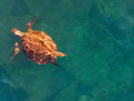 A sea turtle glides through clear blue-green water, sunlight shimmering on its patterned shell and flippers.