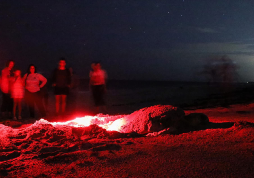 A group of people stands on a beach at night near a glowing red light and sand, possibly observing something like a turtle nest.