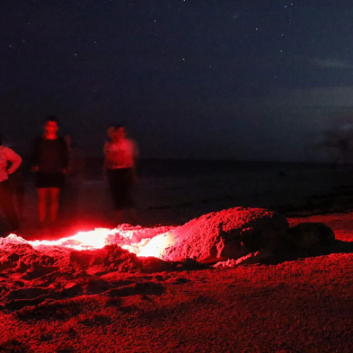A group of people stands on a beach at night near a glowing red light and sand, possibly observing something like a turtle nest.