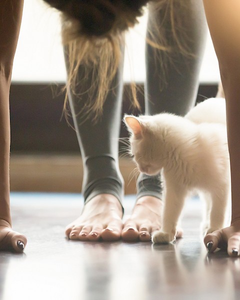 A person is doing yoga with their hands on the floor, while a small white kitten walks nearby, creating a peaceful scene.