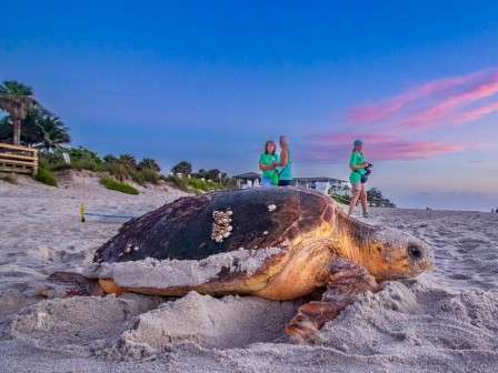 A sea turtle is on the sandy beach, with two people in the background and a vibrant sunset sky above them.