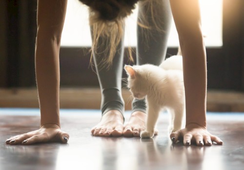 A person is doing yoga with their hands on the floor, while a small white kitten walks nearby, creating a peaceful scene.