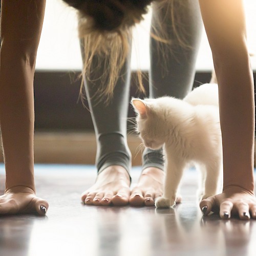 A person is doing yoga with their hands on the floor, while a small white kitten walks nearby, creating a peaceful scene.