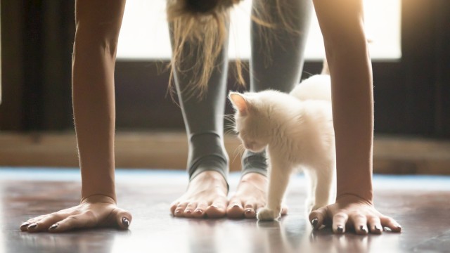 A person is doing yoga with their hands on the floor, while a small white kitten walks nearby, creating a peaceful scene.