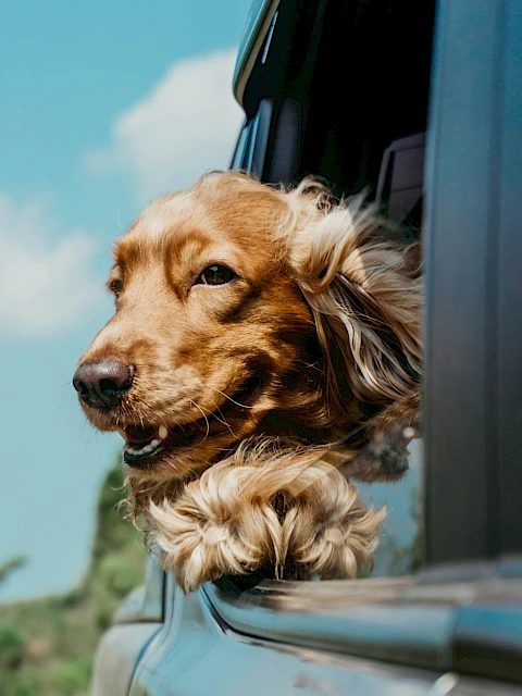A dog with long, flowing fur is enjoying the breeze, sticking its head out of a moving car window on a sunny day.