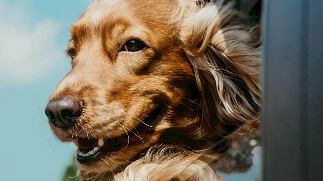 A dog with long, flowing fur is enjoying the breeze, sticking its head out of a moving car window on a sunny day.